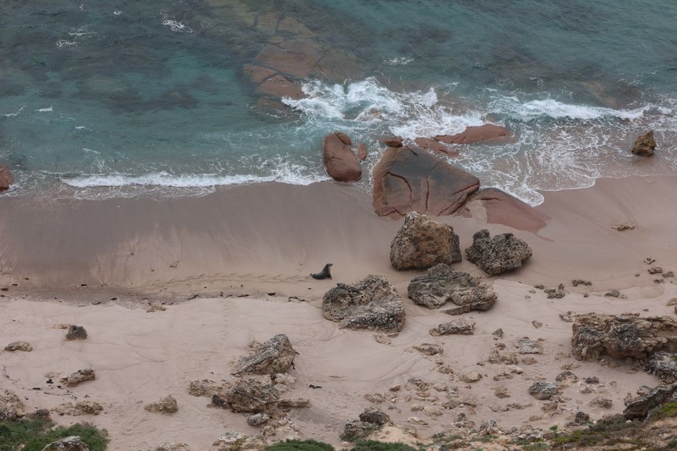 Point Labatt: Sea lions