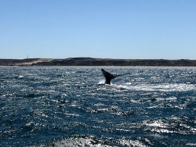 Puerto Madryn – Wale, Pinguine und Seeelefanten in freier Natur