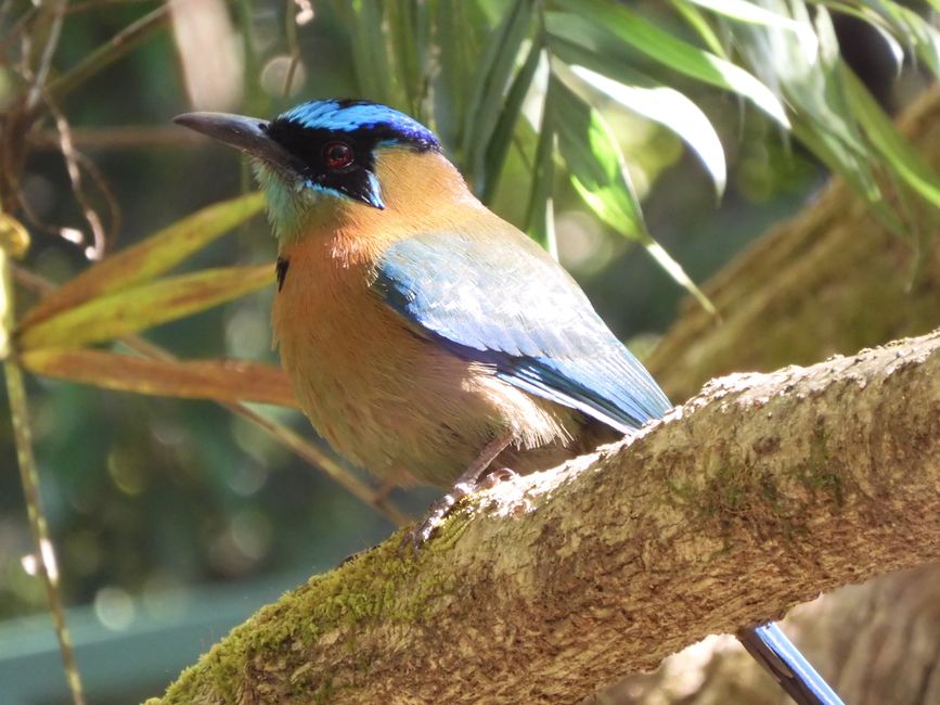 Monteverde - Coffee Tour, Cloud Forests, and the Most Beautiful Bird in the World