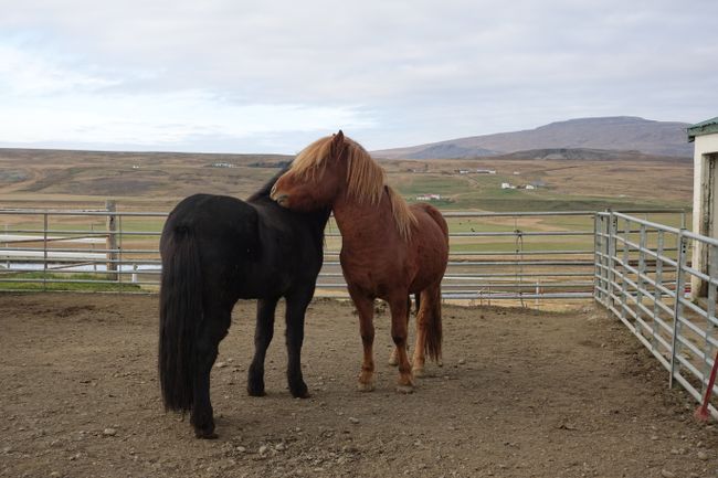 The most beautiful stallions in Iceland