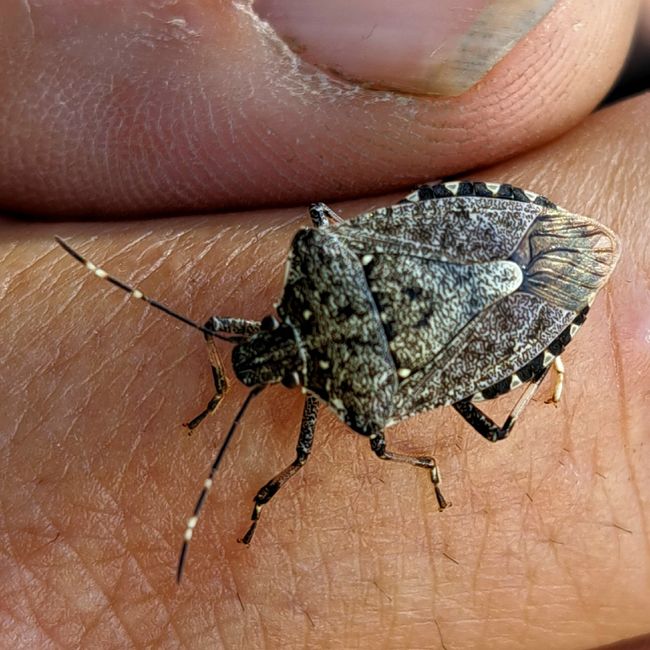 Marbled stink bug - our companions throughout the tour