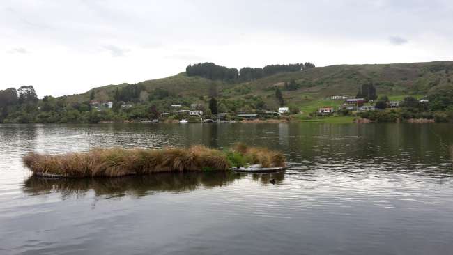 Beginnings at Stray and Rotorua