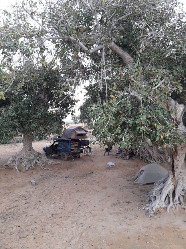 camp under mangroves