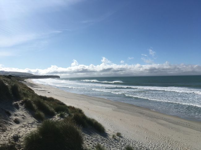 Beach in Dunedin, where Tim went surfing