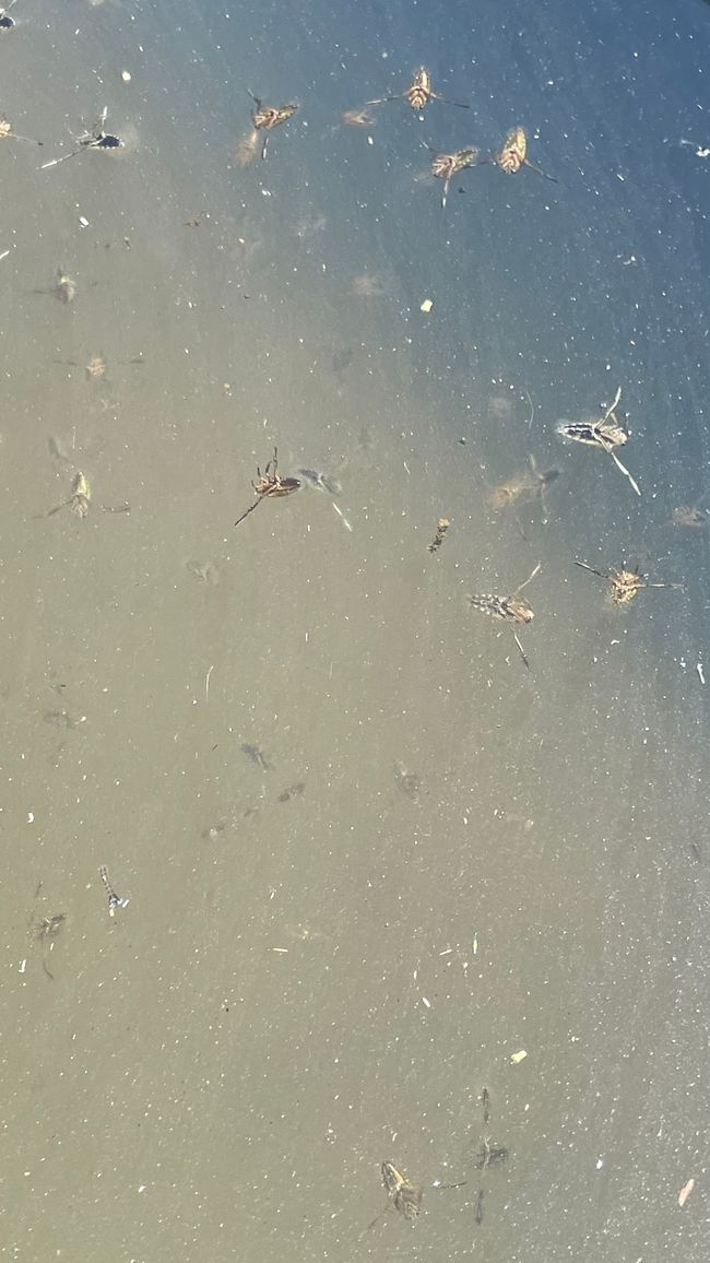 There are these weird flies in the water that can swim 