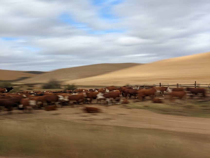 D'Oudtshoorn à Hermanus - avec un détour dans le 'Midwest'