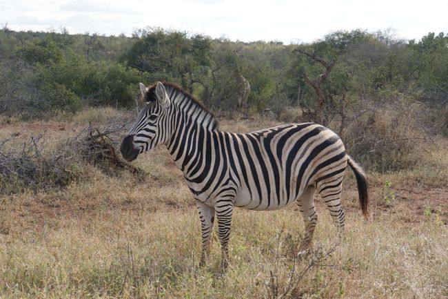 Back from the bush - the Kruger National Park