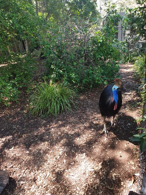Cassowary - finally seen here, as it didn't work out in the Daintree Rainforest