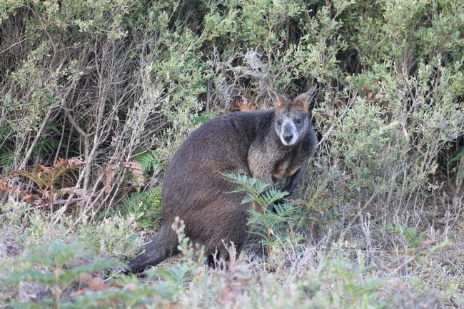 Wallaby - belongs to the kangaroo group and is slightly smaller