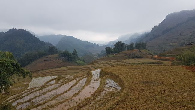 Überall Reisfelder.