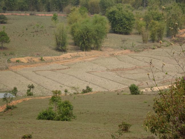 Dry rice fields