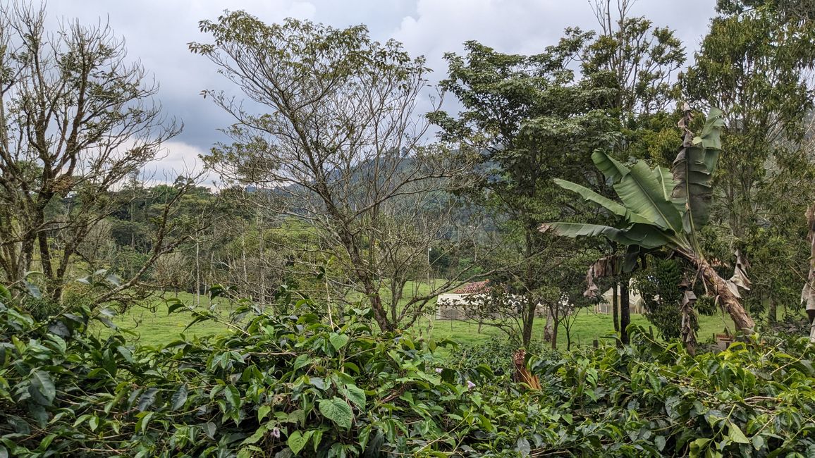 Day 4 +5 Bogota - Salento Get out of the hustle and bustle and head to the Zona Cafetera Quindio District