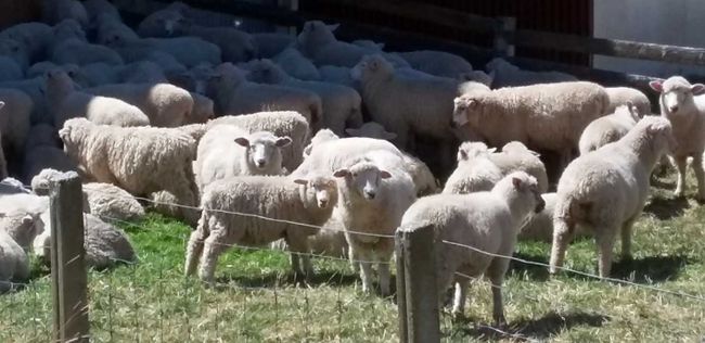 Sheep among themselves