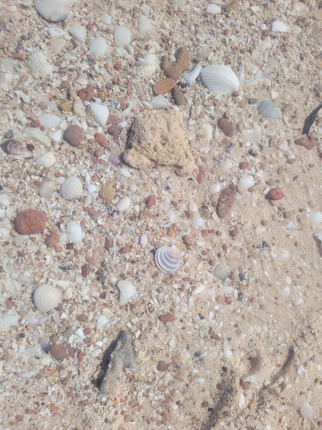 shells, shells and more shells