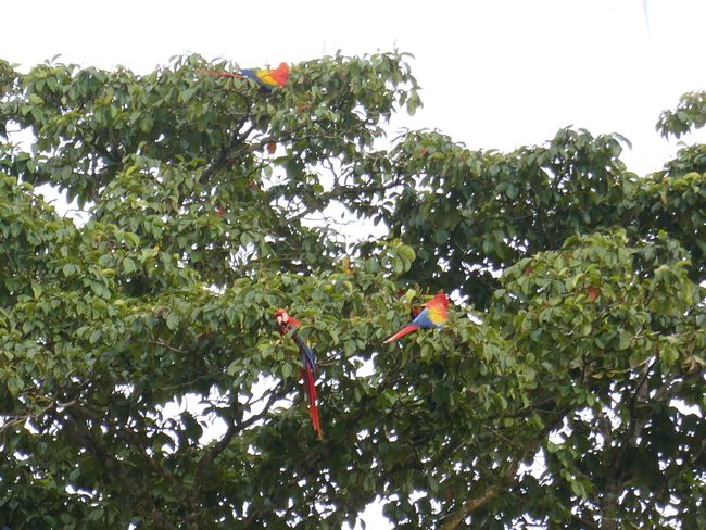 A tree full of bright red macaws