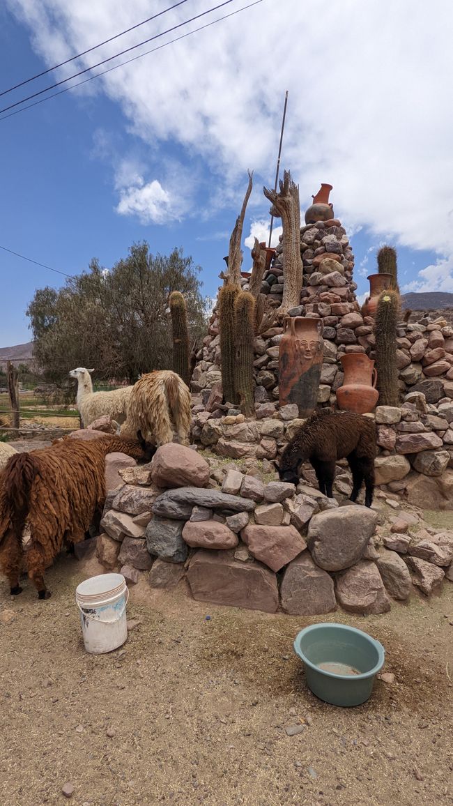 Lamas in ihrem natürlichen Lebensraum…