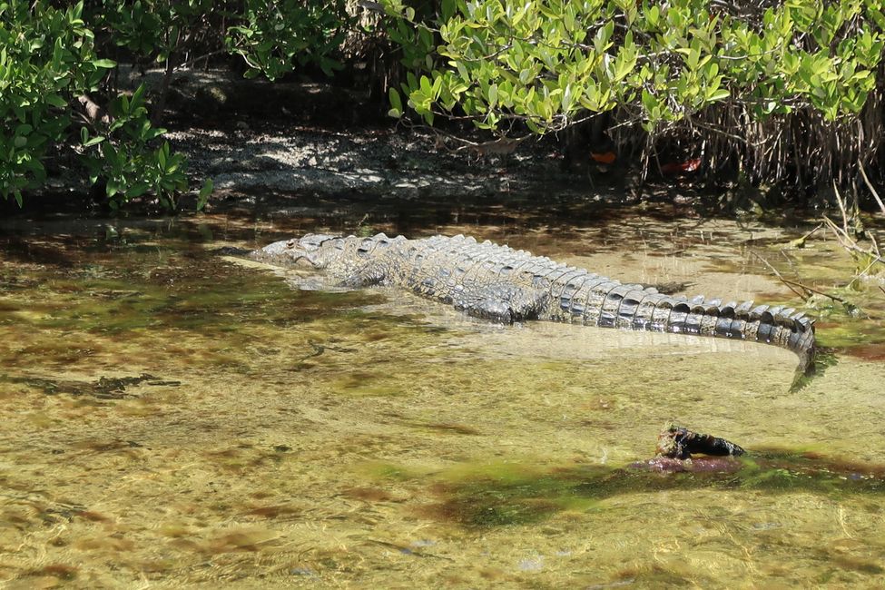 Crocodile sunbathing