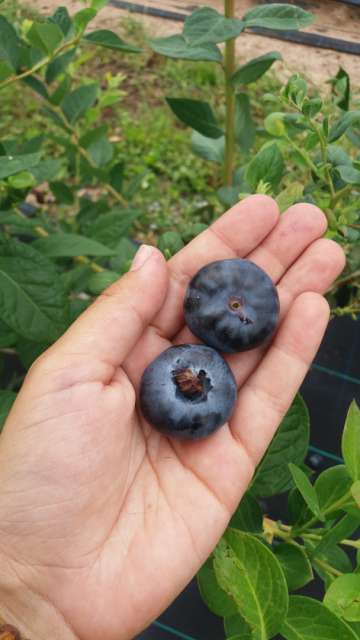 Lots of blueberries