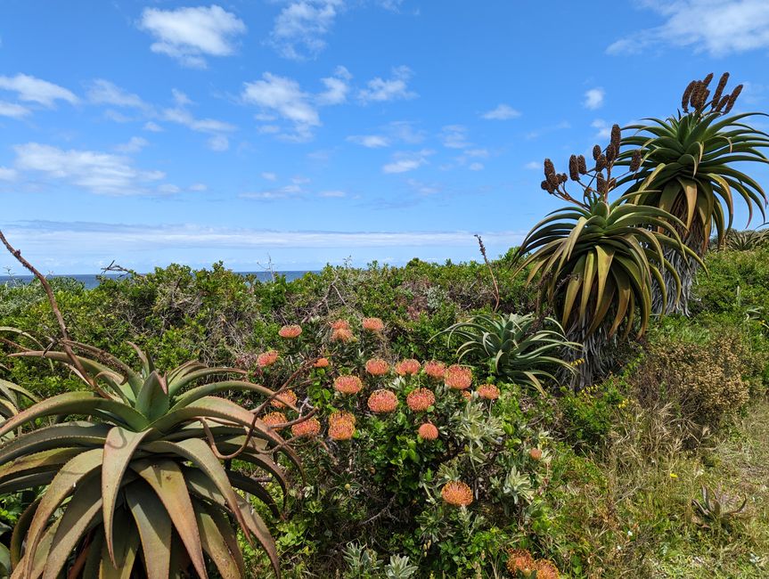 Hermanus / Cliff Path und die eigentliche "Walhauptstadt" Gansbaai