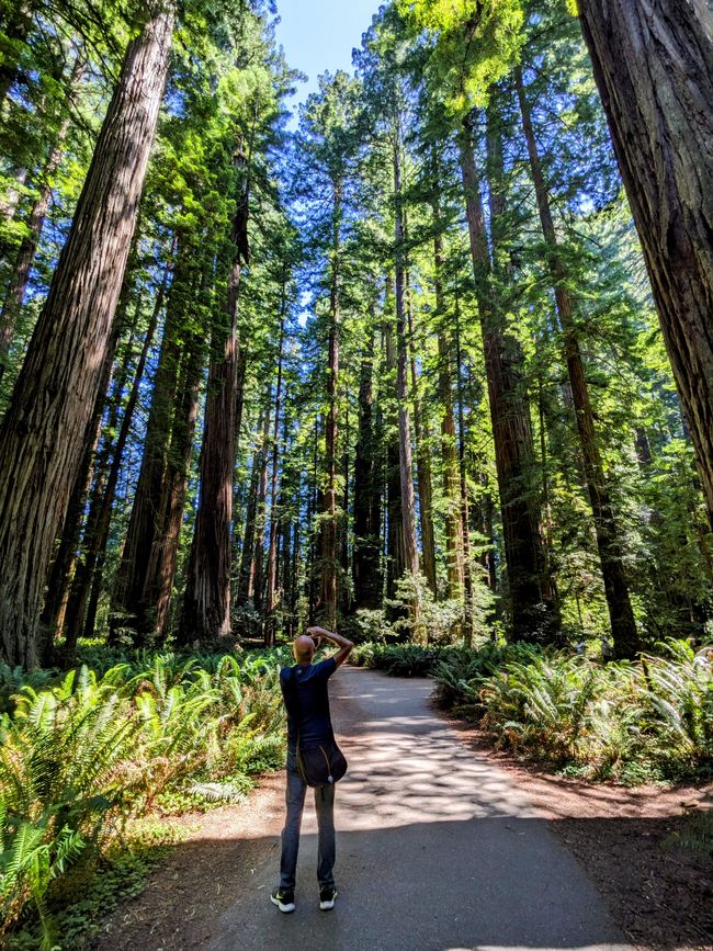 Redwood Nacia kaj Ŝtata Parko/Kalifornio