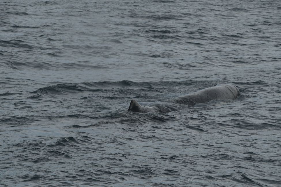Kaikoura - Sperm whale