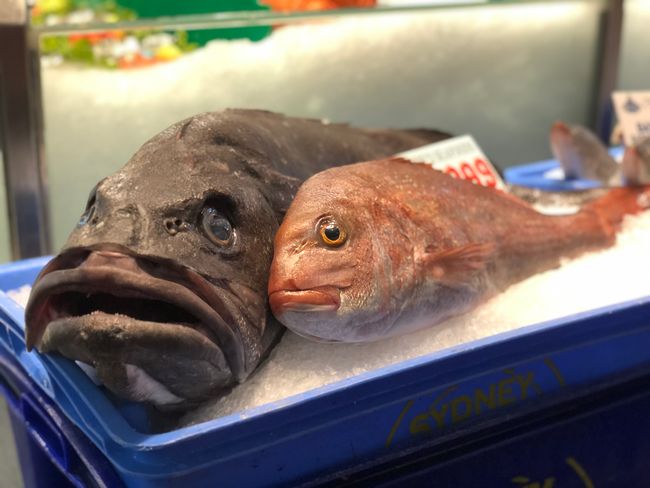 Sydney: Fischmarkt