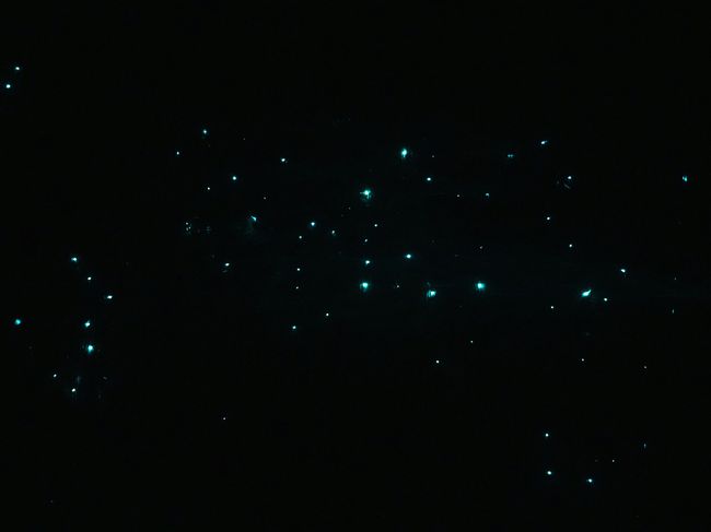 Hokitika Glowworm Dell
