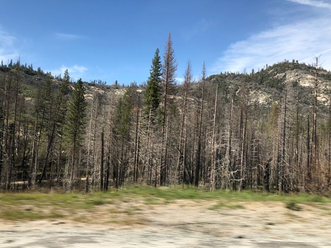 Verbrannte Bäume auf dem Hinweg