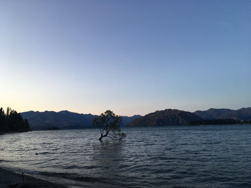 Wanaka Tree-a hype about this tree