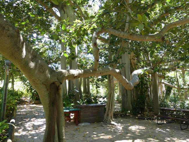 Total verwachsener Fig Tree im botanischen Garten