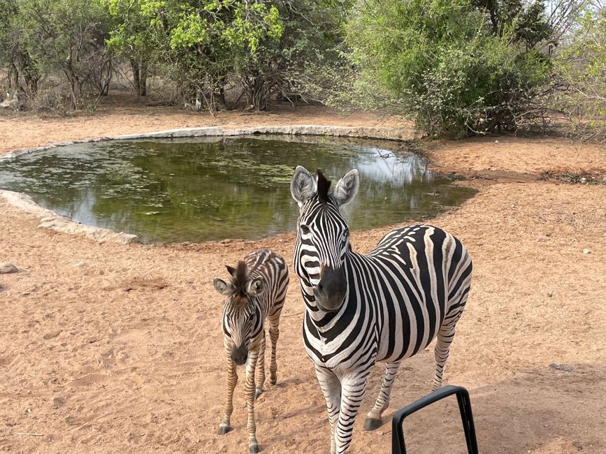 Mutter Zebra und Baby