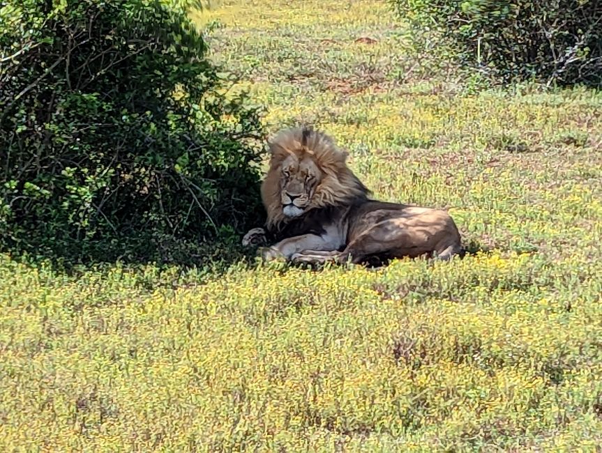Safari - 四大国