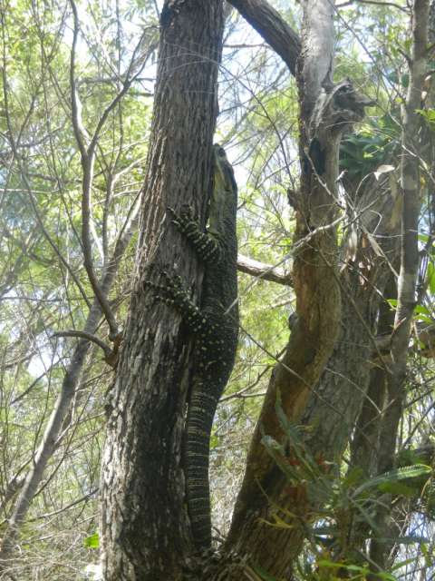 goanna in Yuraygir National Park