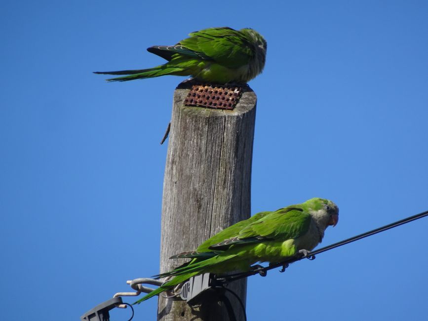 Punta del Diablo: Diese Papageien gibt es dort überall! 