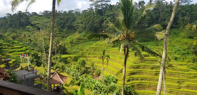 Quasi ein Must-see von Bali: Die Reisterassen von Tegalalang
