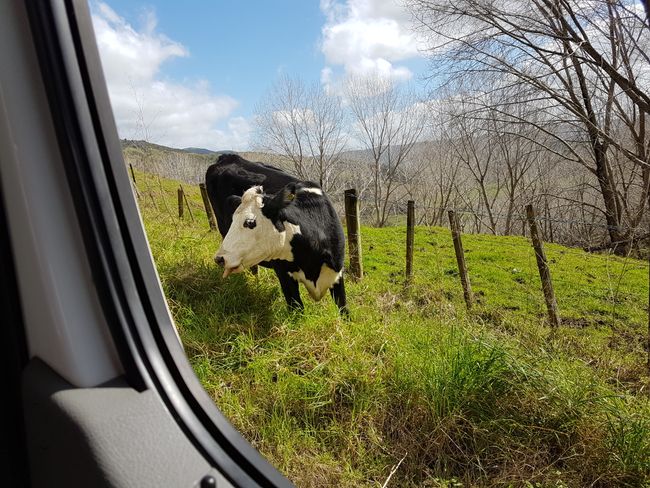Cow on the side of the road