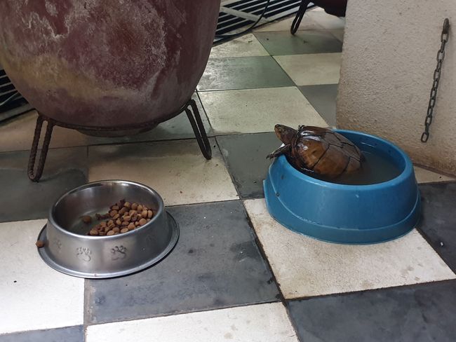 Casa Cubana - da hat sich die schildkröte im Wassernapf des Hundes vergnügt