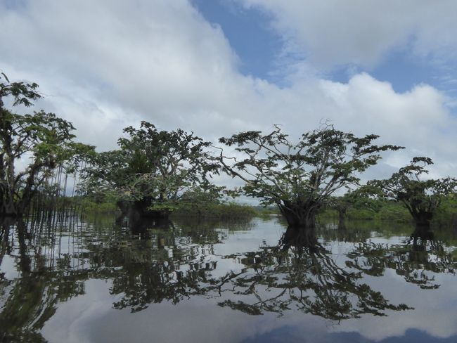 Cuyabeno - Der Amazonas fernab der Zivilisation