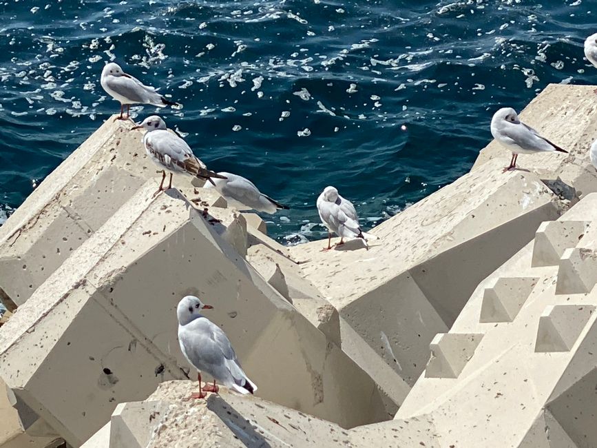 Nizza, ach ne, Cannes 