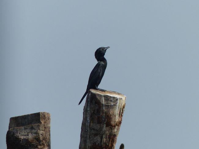 صبح میں cormorant