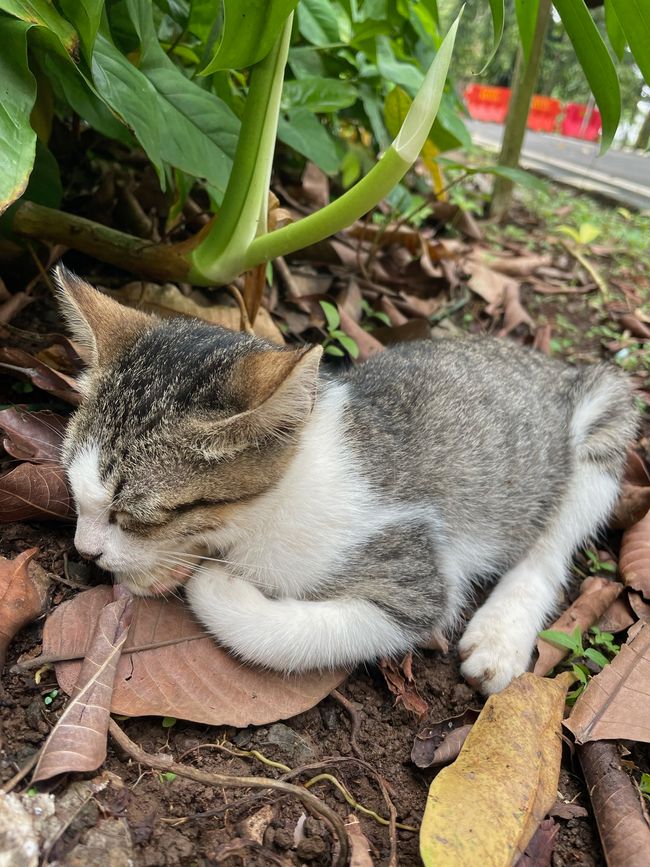 Schlafendes Katzenbaby am Wegesrand