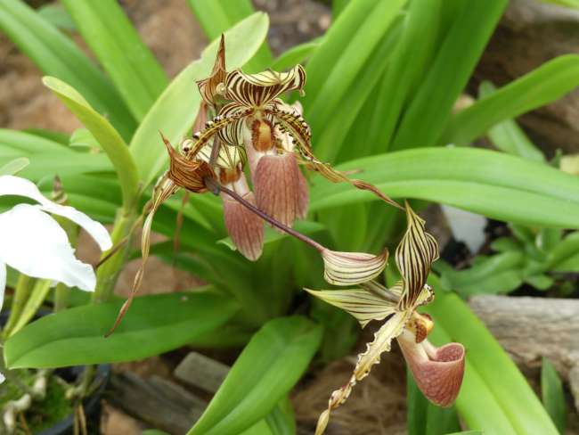 Strange, beautiful orchid