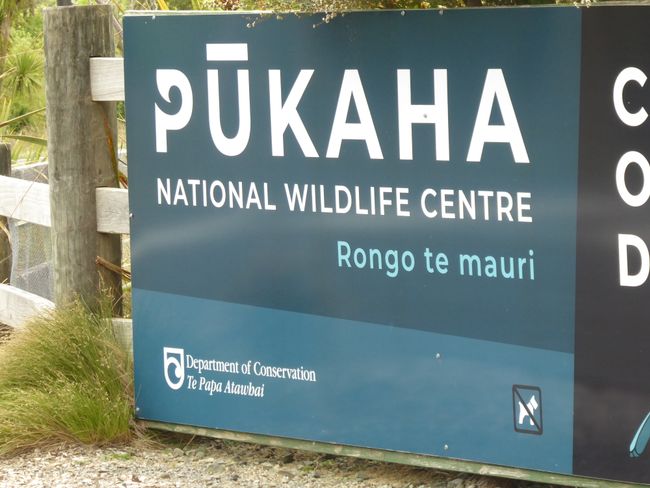 26.12.19 Ein weißer Kiwi & Freedom Camping am Cape Palliser
