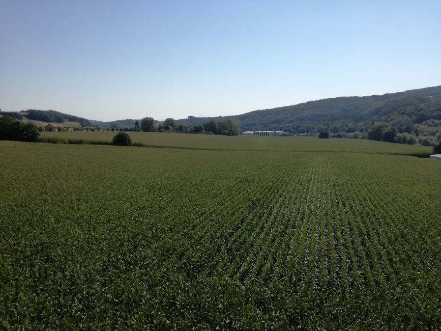 Corn as far as the eye can see - unfortunately only for animals