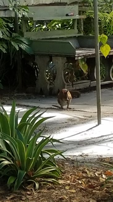 Wallaby bei Feathers 'n Friends