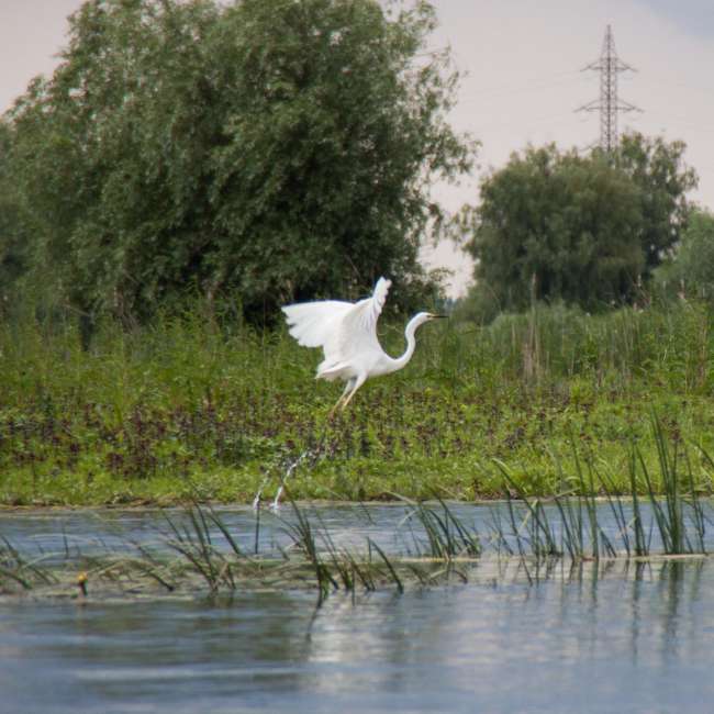 Loch - Fisch - Donau Delta