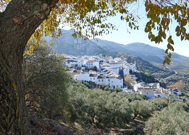 Olives - The Green Gold of Andalusia