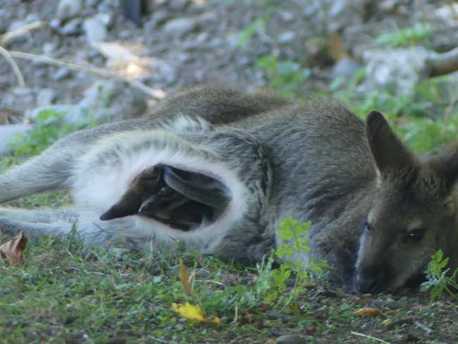 Kaenguru mit zusammengefaltetem Baby im Beutel