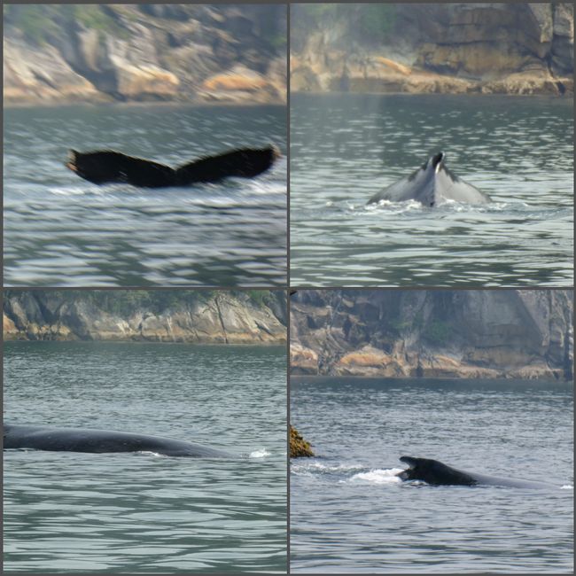 kenai fjords np - humpback whales