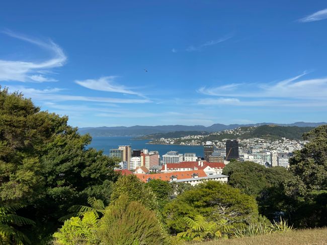 Blick über Wellington